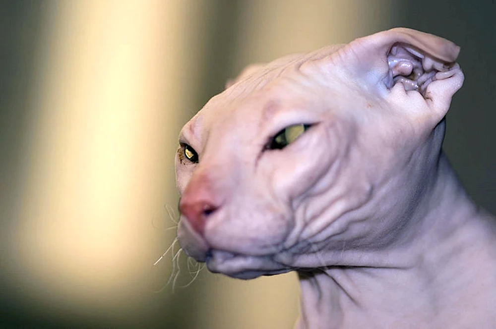 Schottische Lop-Katze