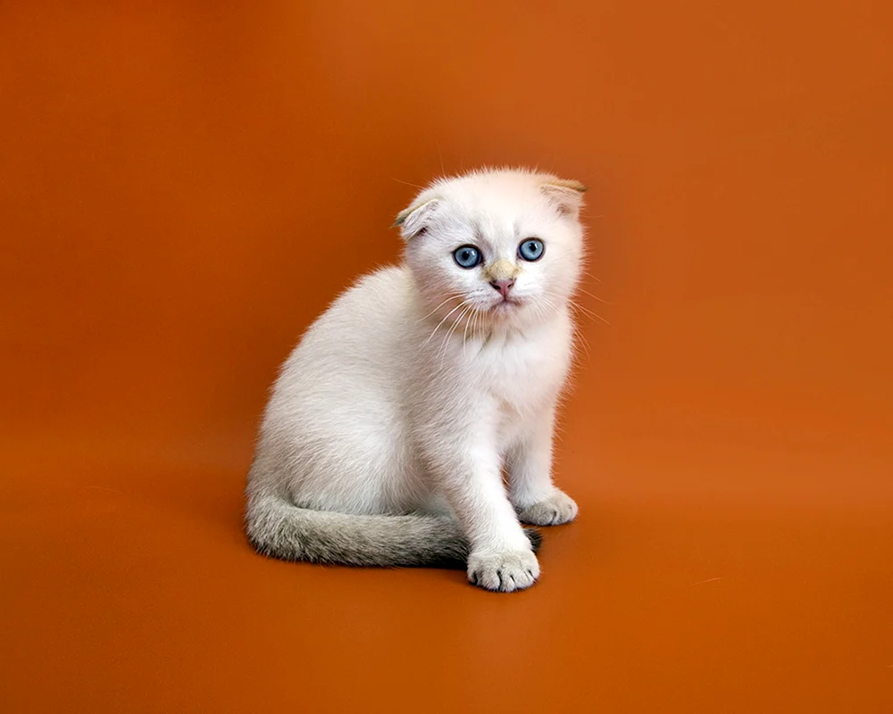 Schottische Lop Katze weiß