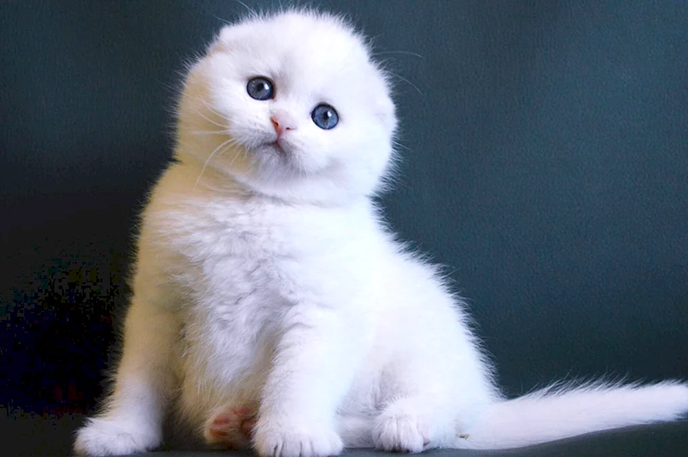 Schottische lop Katze weiß
