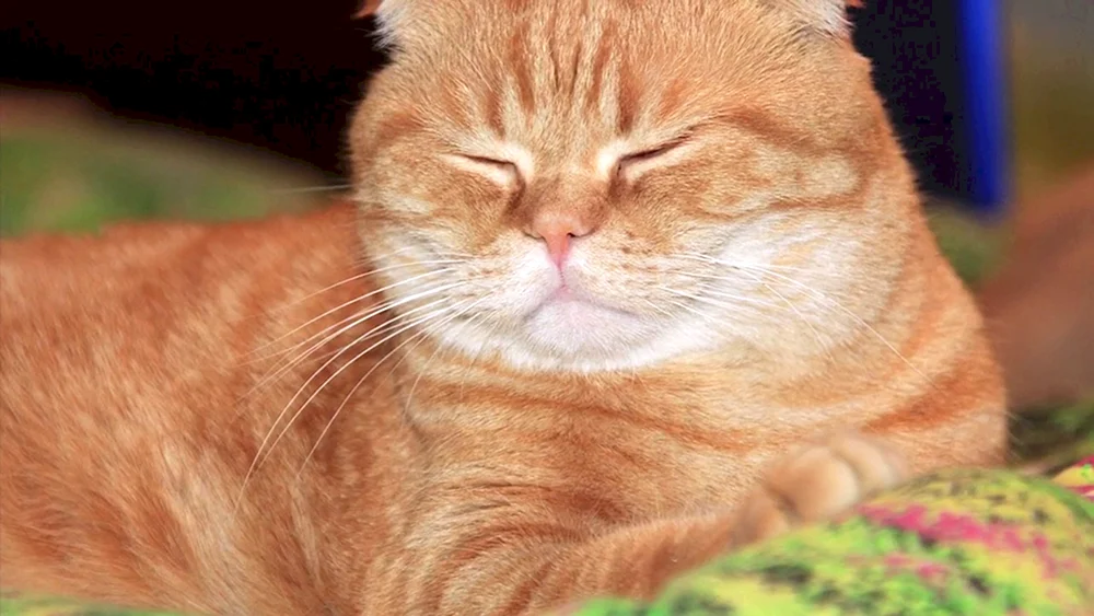Schottische Scottish Fold rot