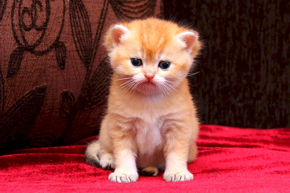 Schottische Schopfohr Katze rot