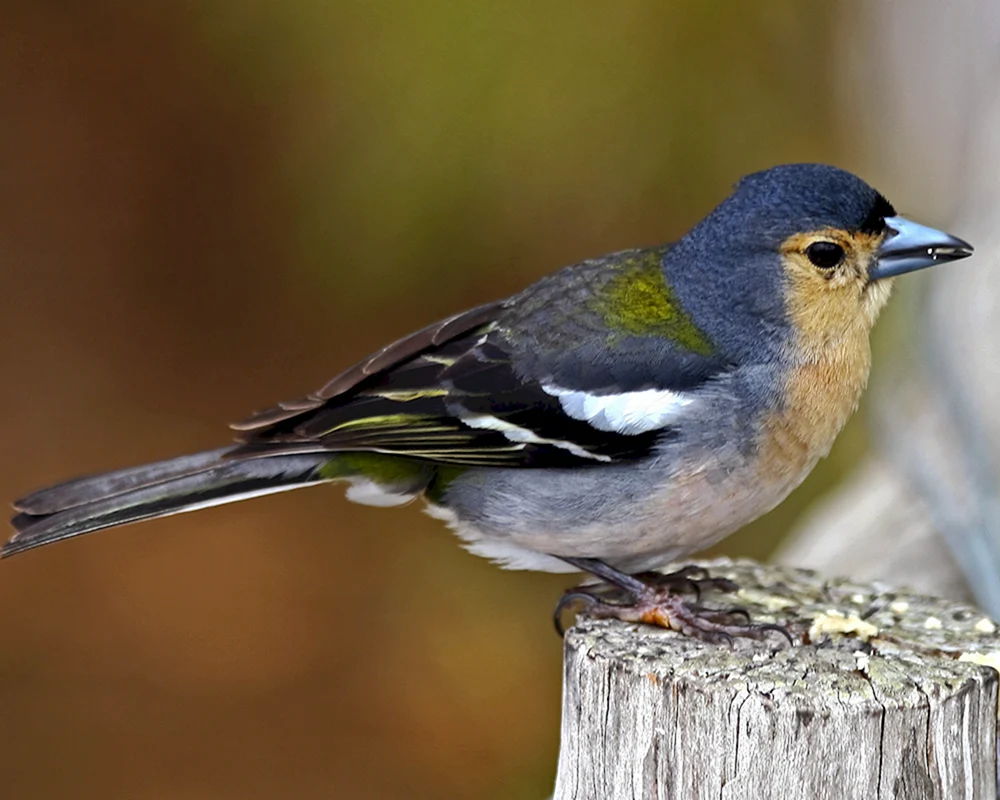 Vögel Tatarstans