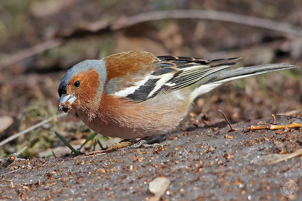Vögel des Permer Gebiets