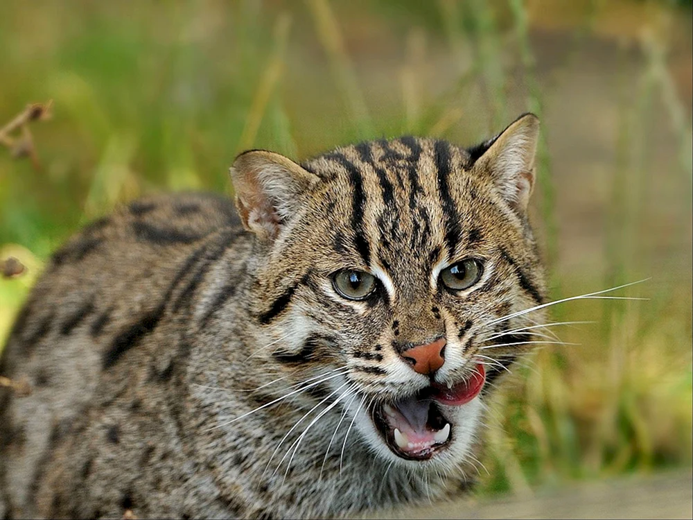 Roter Luchs Nordamerikas