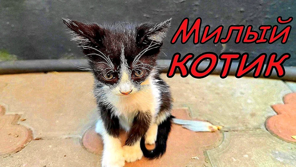 Kitten Husky Katze