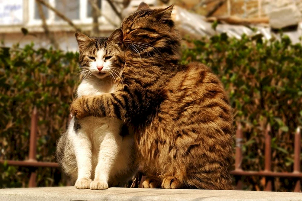 Britisch Kurzhaar Katze