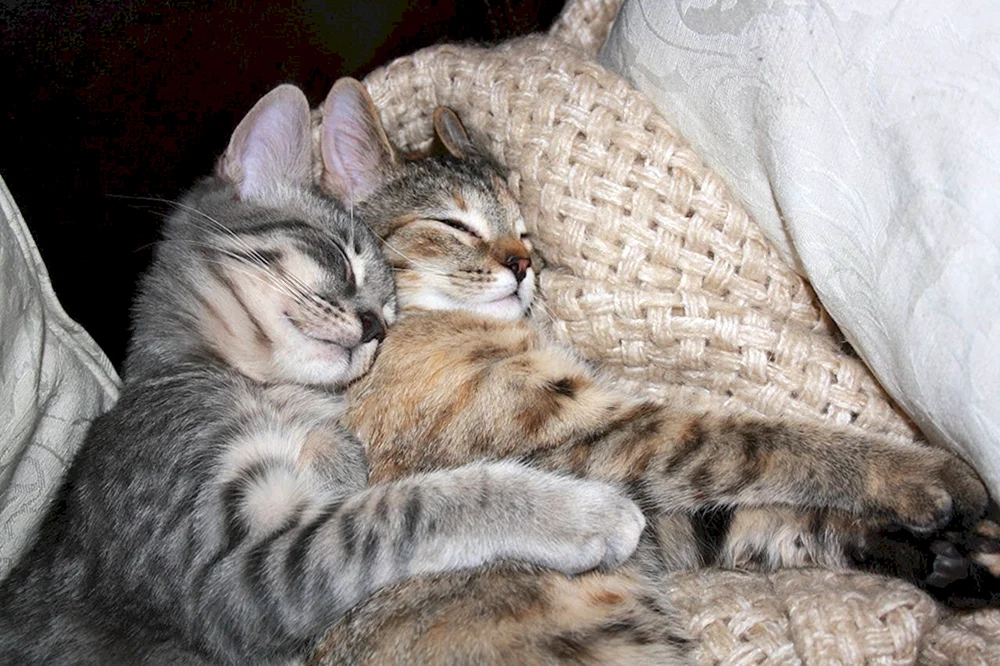 Katzen knuddeln