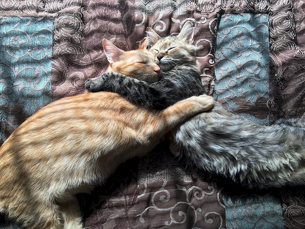 Katzen schmusend verliebt