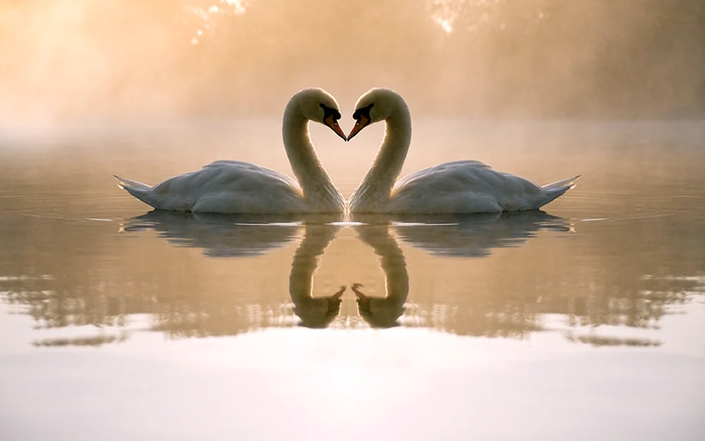 Milato Diamantmosaike Schwan Treue