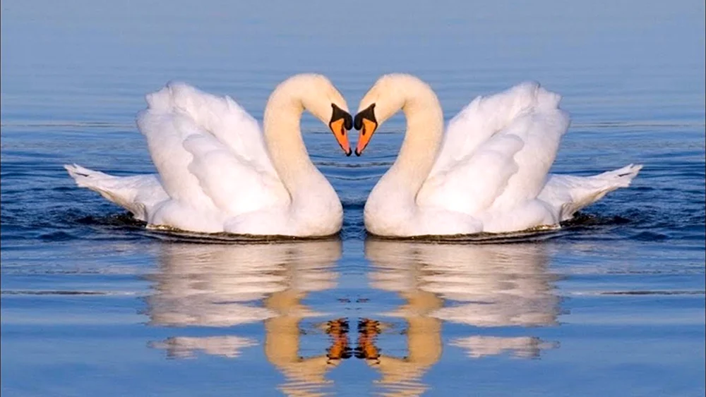Liebe Schwäne