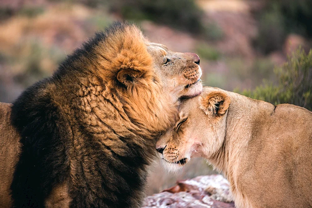 Löwe und Löwin Liebe