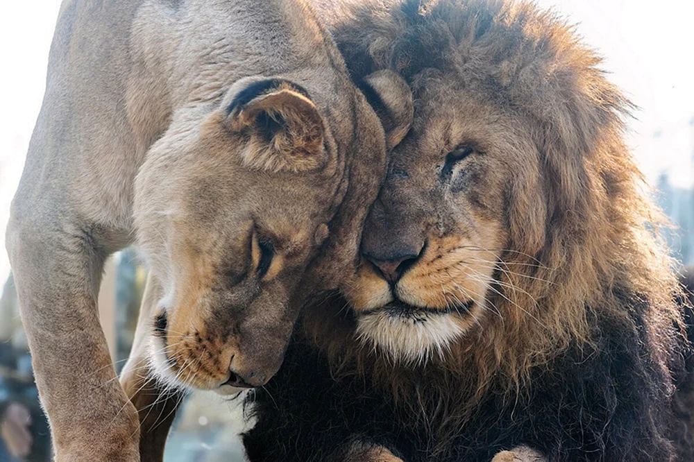 Löwe und Löwin Liebe