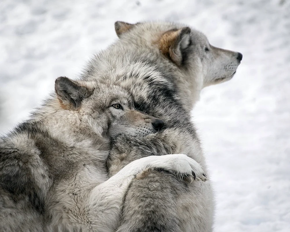 Wolf