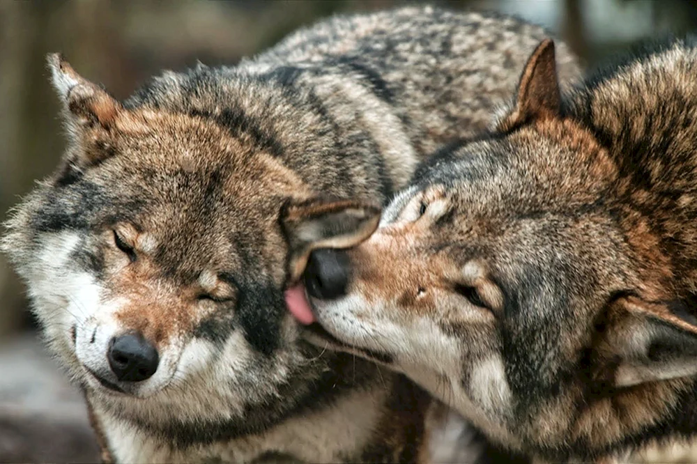 Wolf und Wölfin Liebe