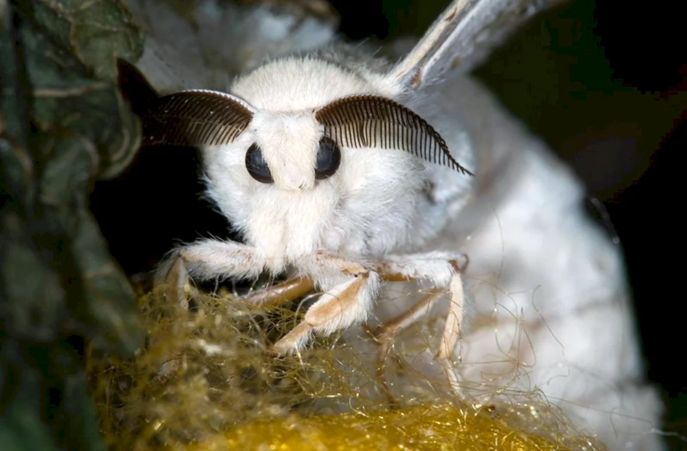 Mulbeerseidenspinner Schmetterling