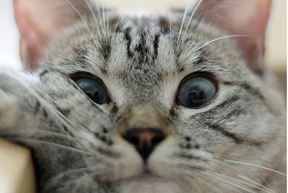 Katze denken