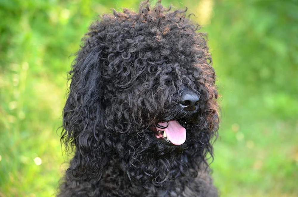 Wasserspaniel Barbet