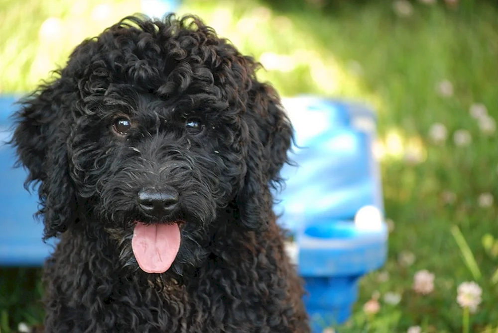Wasserspaniel Barbet