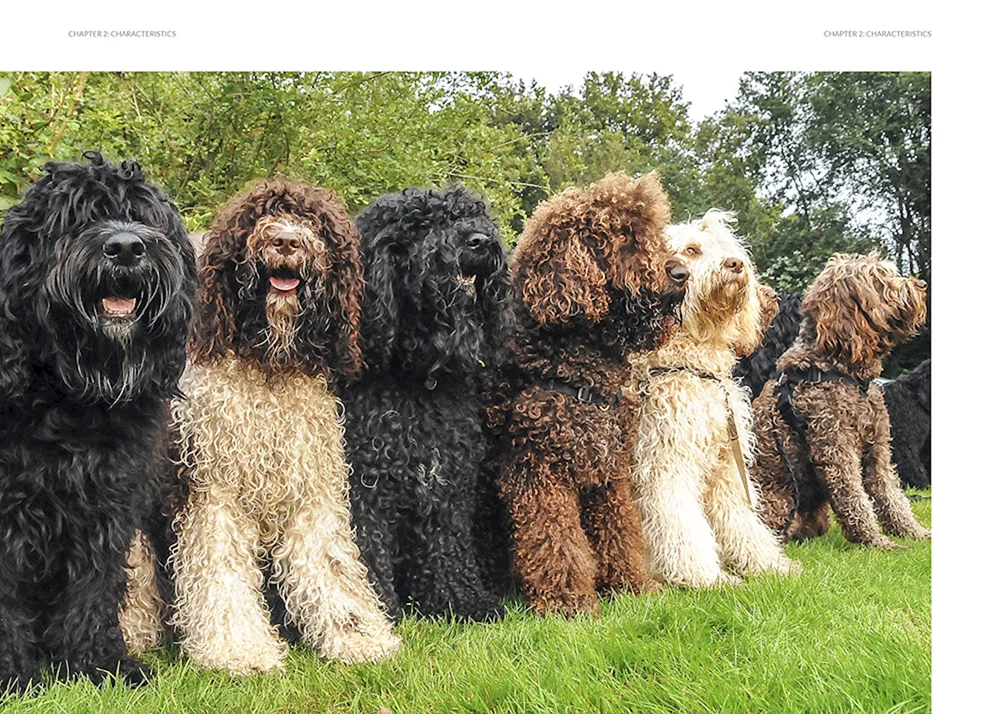 Barbet Water Spaniel