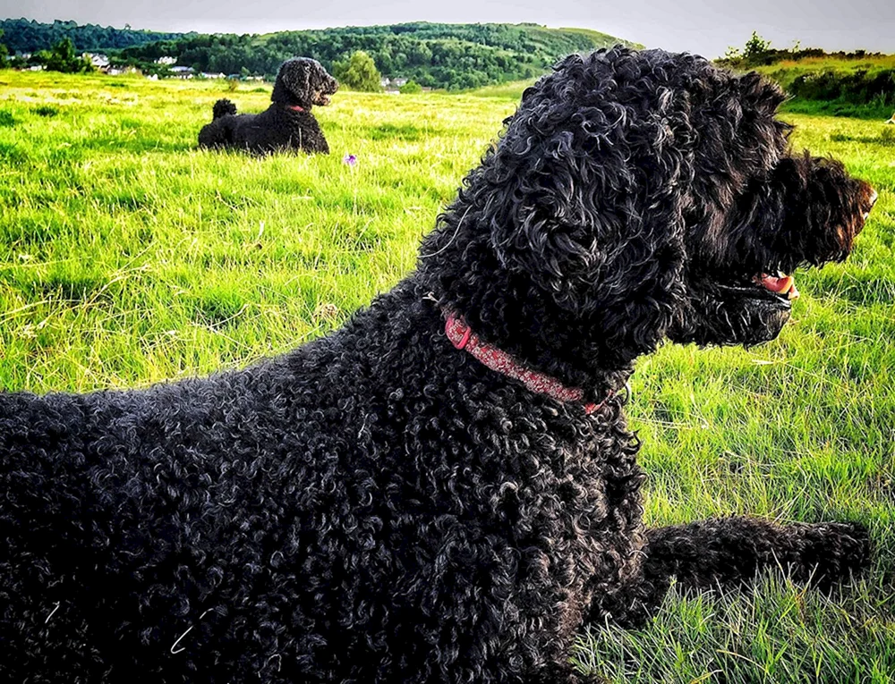 Barbet Water Spaniel