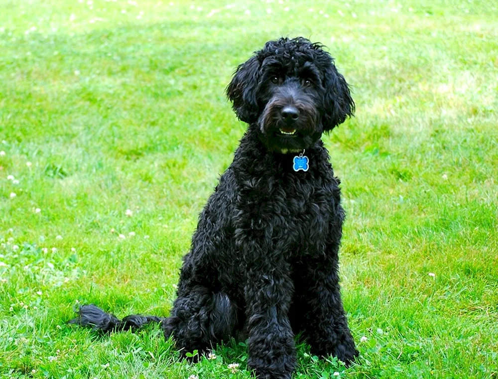 Zwerg Labradoodle