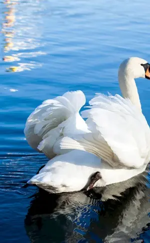 Wasservögel Schwan