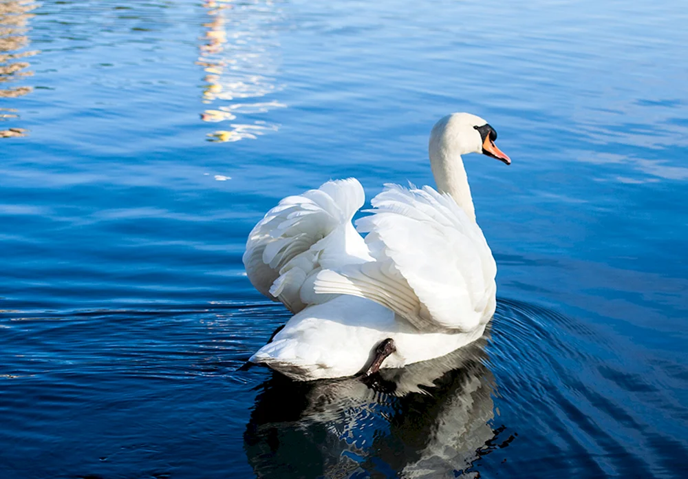 Wasservögel Schwan