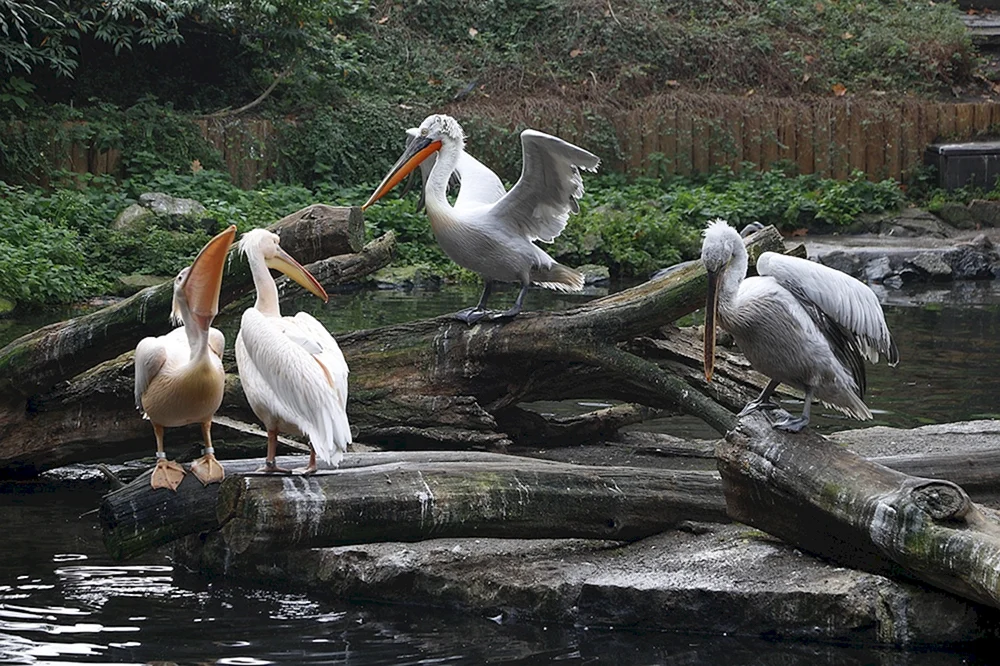 Wasservögel im Moskauer Zoo
