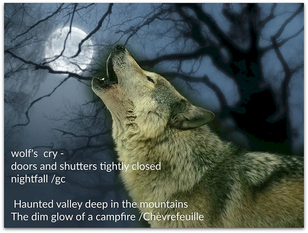 Wolf heulender Wolf