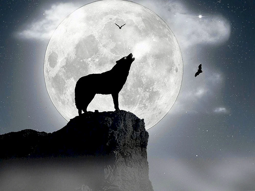 Wolf und der Mond