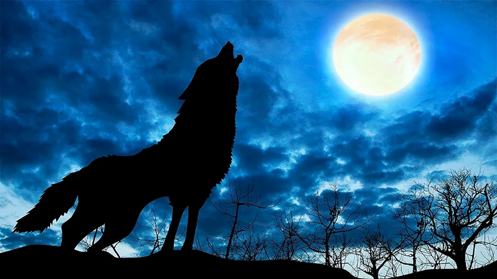 Wolf und Luna