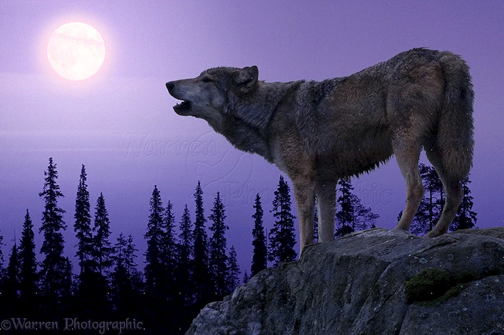 Wolf und Mond