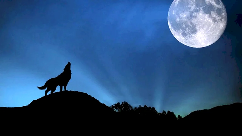 Wolf und Mond