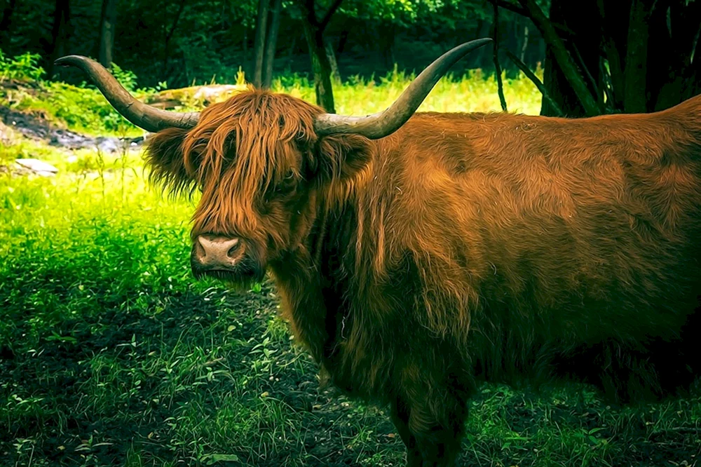 Zebu-BulleVol-Bulle.