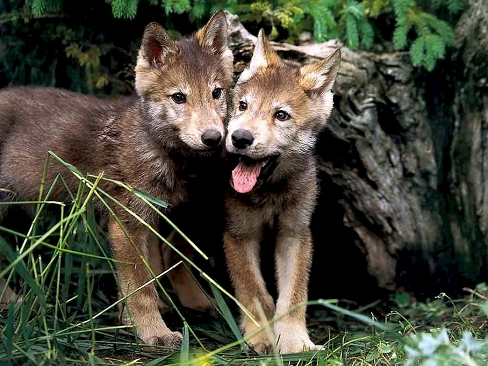 Kleiner Wolfshund Husky