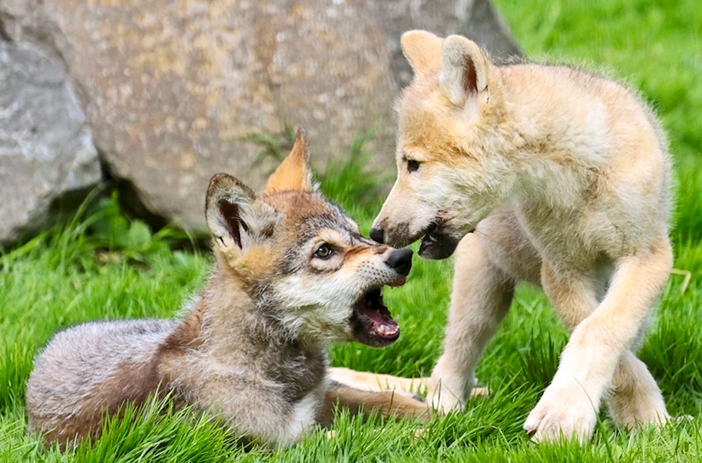 Wolfshund
