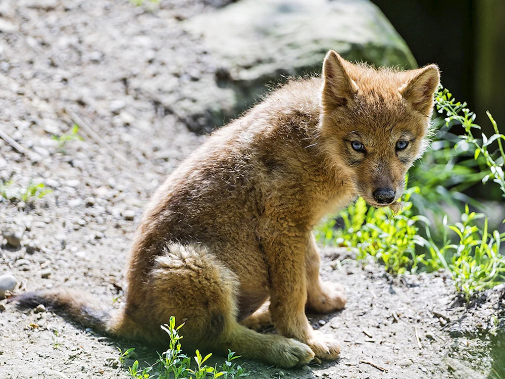 Wolfshund Albino