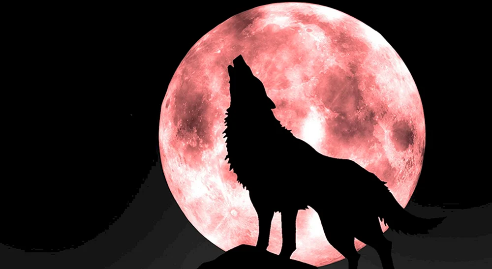 Wolf heulender Wolf