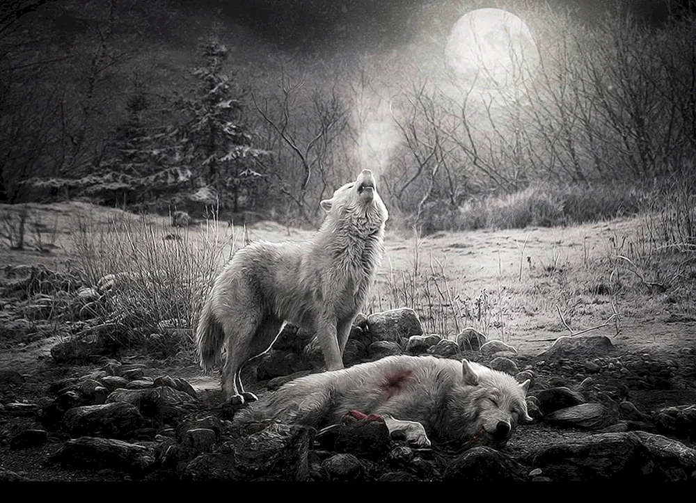 Wolfsregen schwarzer Wolf