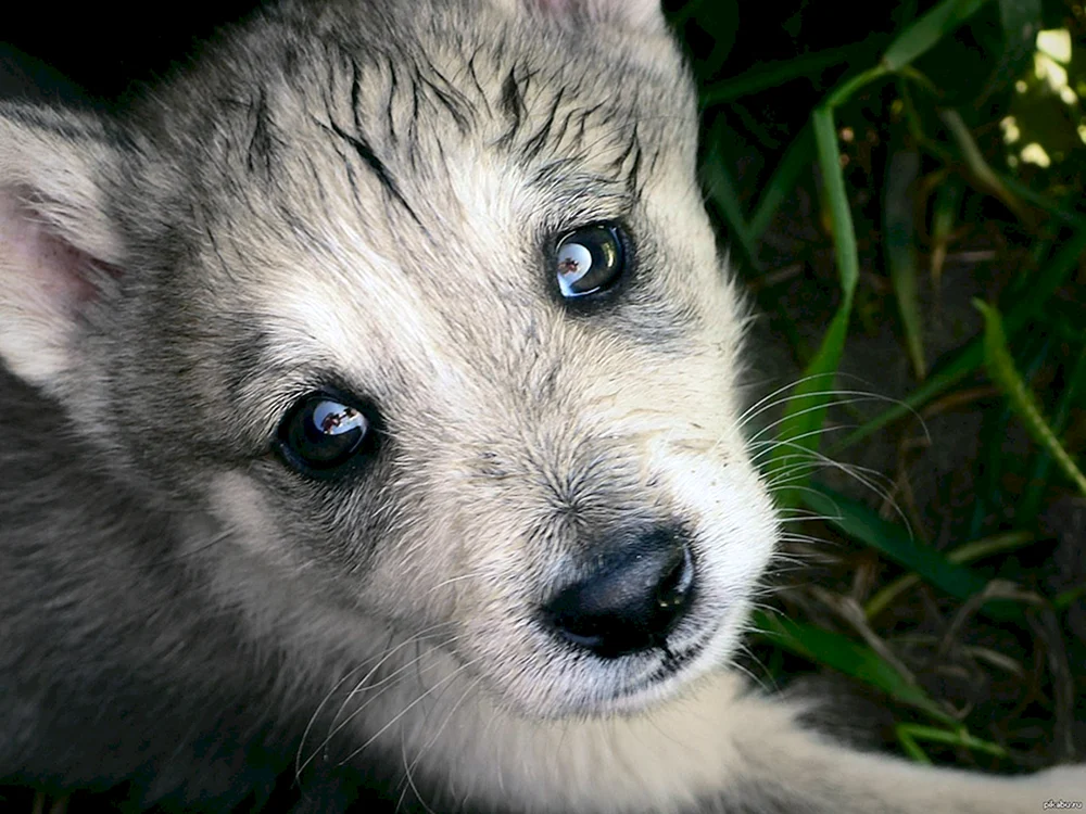 Kleiner Wolfshund