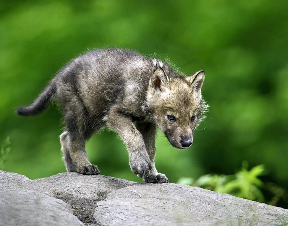 Wolfswelpe
