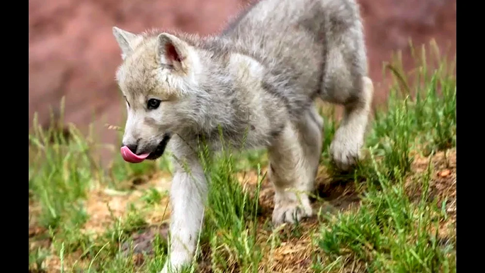 Wolfshund Husky