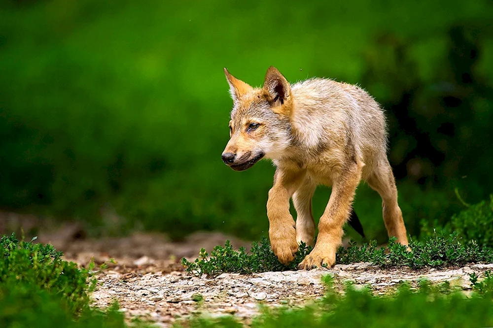 Dingo Belova Baum