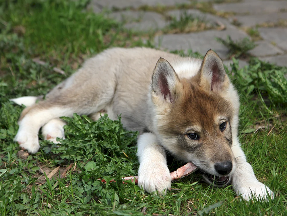 Volkosob Hybrid Wolfshund