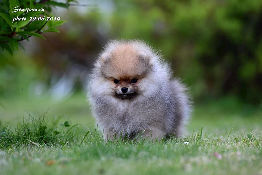 Wolfsspitz weiß
