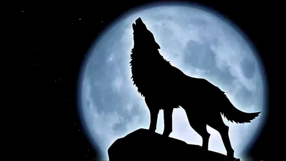 Wolf Wolf heult den Mond an