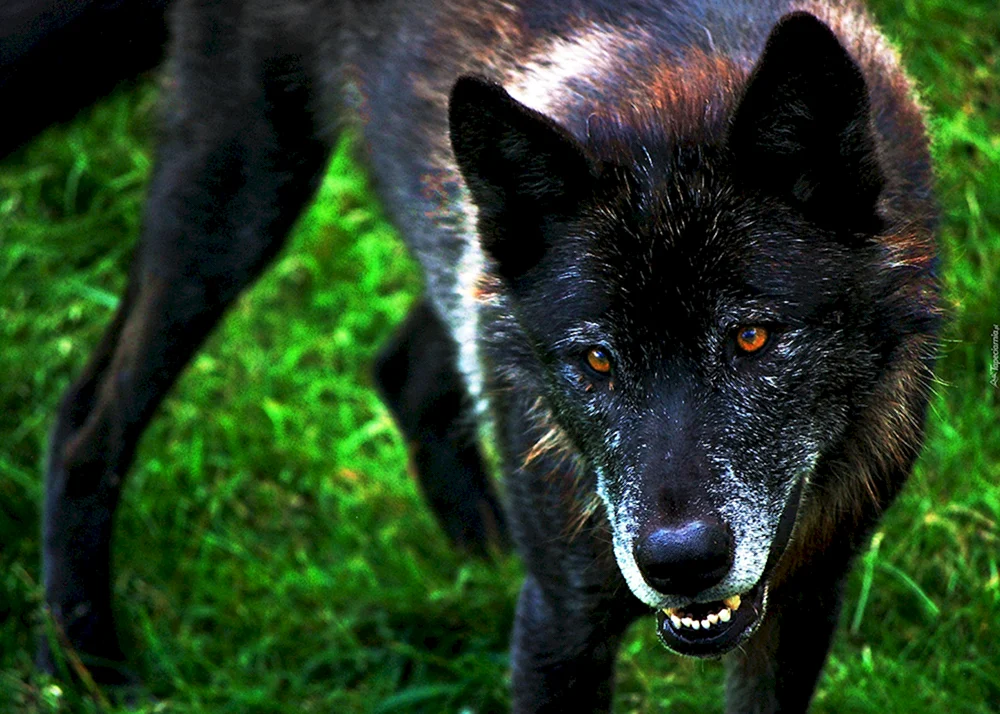 Wolfshund