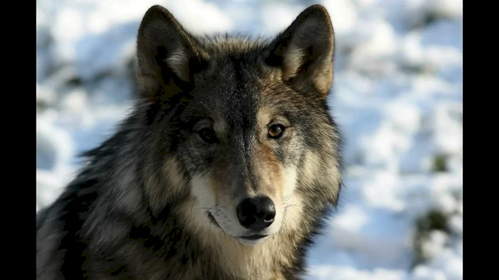Wolf