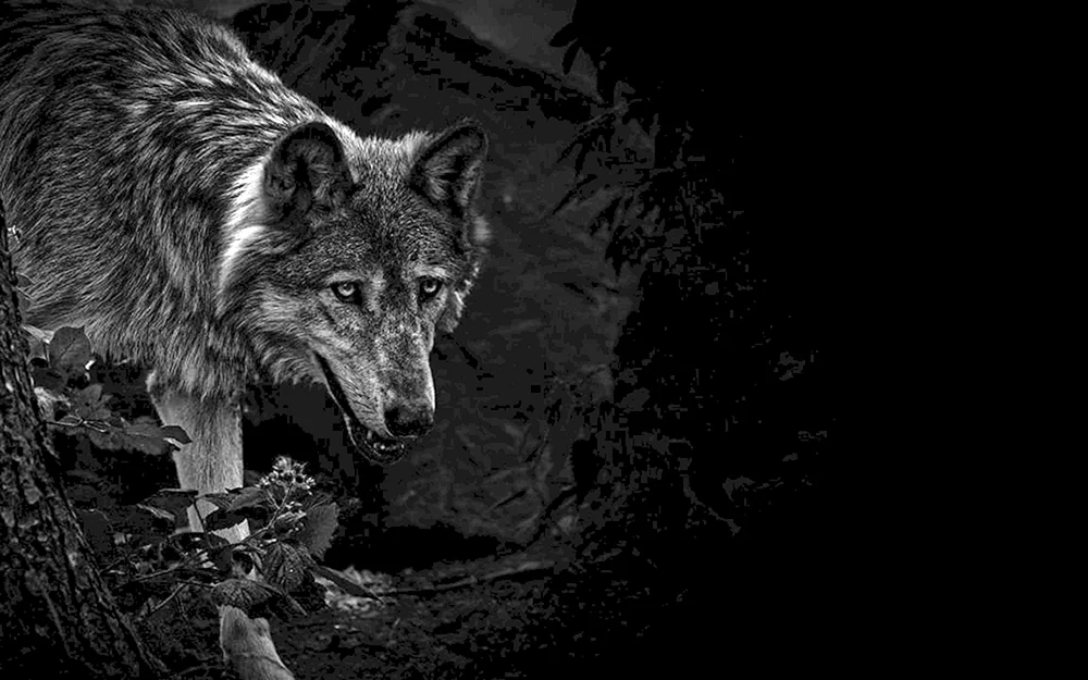 Schöner Wolf