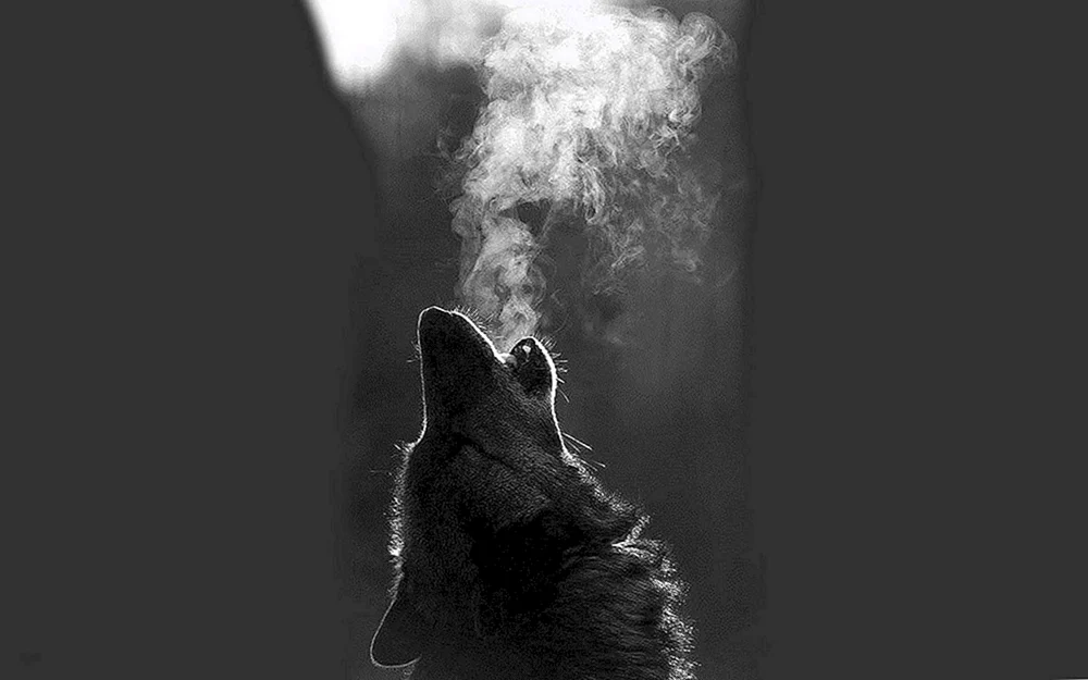 Schöner Wolf